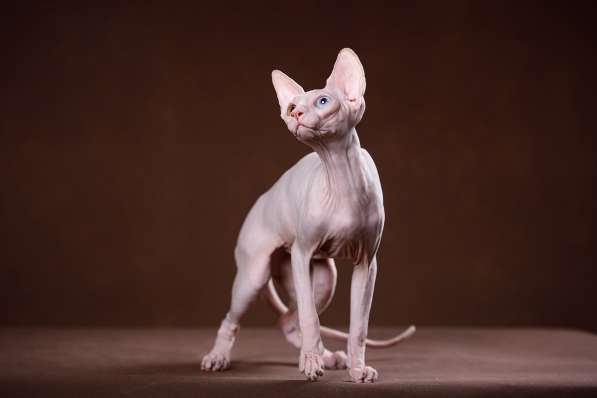 Красота – страшная сила – это сфинкс, эльф бамбино в Мурманске фото 6