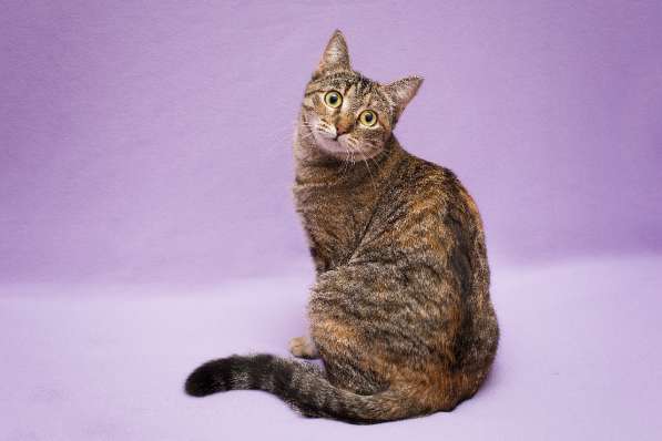 Кошка в добрые руки. Красавица Линда