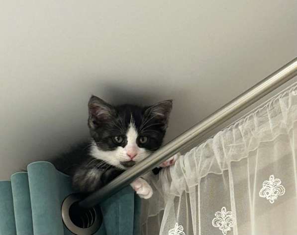 Котенок девочка в Домодедове