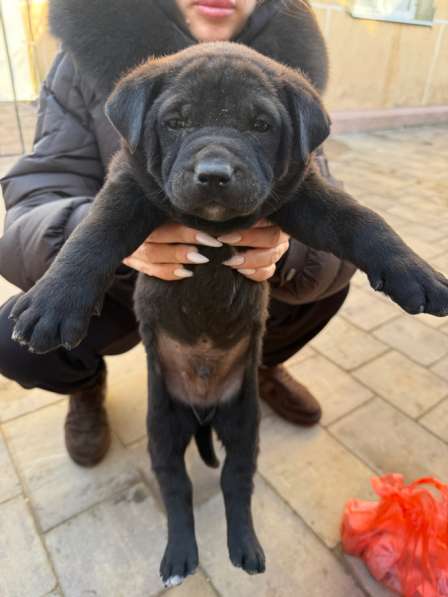 Отдам в добрые руки ! в Москве фото 5