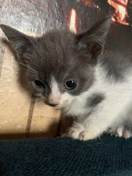Котята в Кемерове фото 7