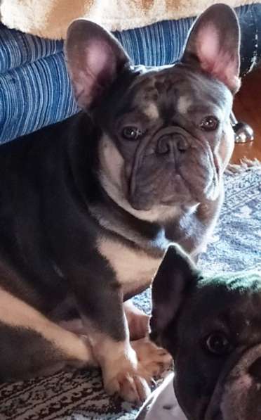 Щенки французского бульдога в Тимашевске фото 3