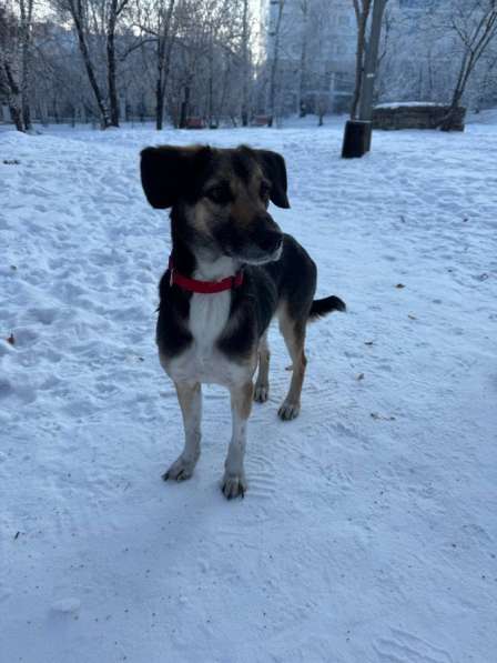 Животные в Иркутске фото 4