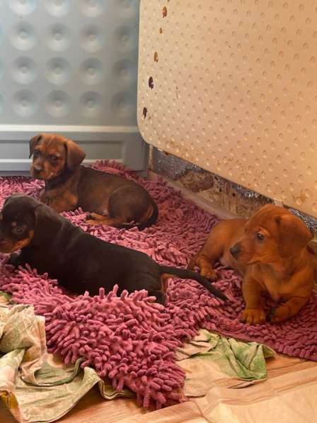 Такса в Учалах фото 3