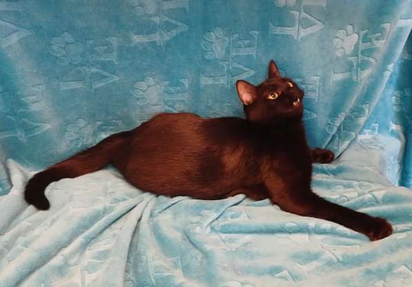 Весёлая чёрная кошечка с добрым сердцем в Санкт-Петербурге фото 9