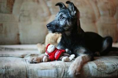 Отдам даром Малыш Перчик в поисках дома в Санкт-Петербурге фото 5