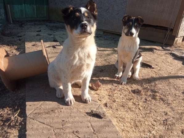 Маленькие хорошенькие хвостики в Санкт-Петербурге фото 15