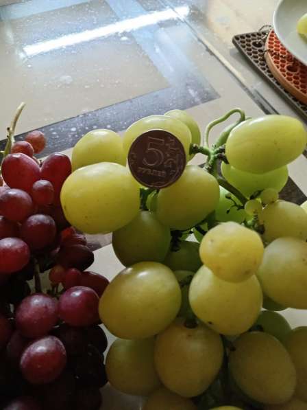 Саженцы винограда Южного Подмосковья в Чехове