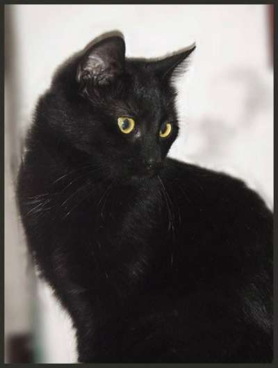 Отдам даром Девочка-шилопопик Бонита в Санкт-Петербурге фото 4