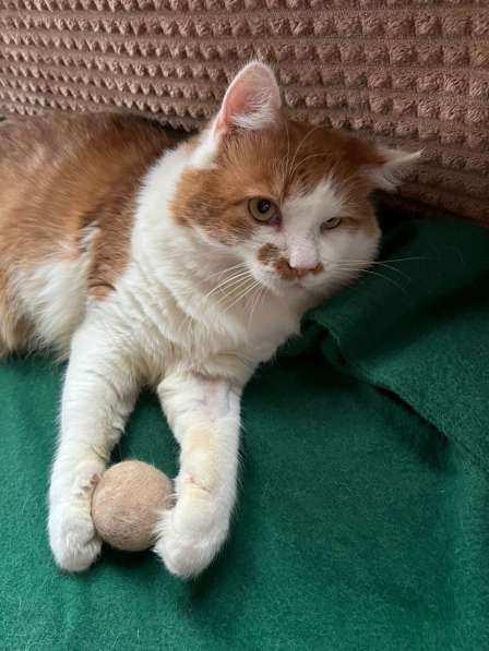 Харизматичный чеширский кот ищет дом в Санкт-Петербурге фото 3