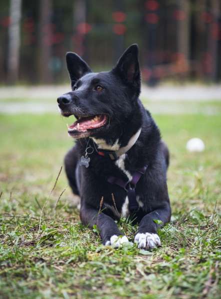 Ищем дом для спасенной доброй собаки Багиры в Москве фото 8