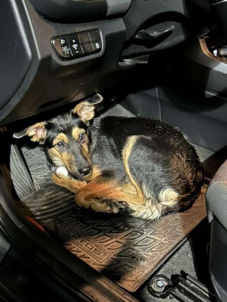 В добрые заботливые руки