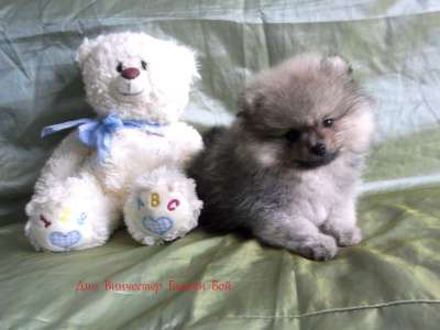 Продается щенок померанского шпица в Калининграде фото 6