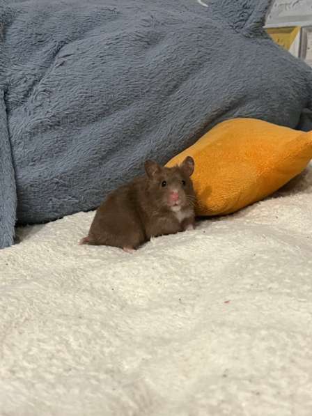 Хомячата сирийских хомяков в Новокузнецке