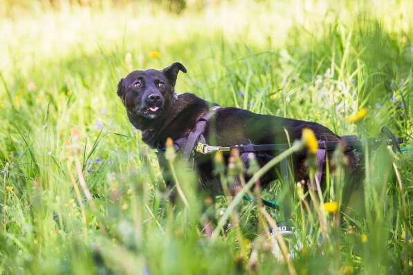 Маленькая собачка-спинальник Кения в самые добрые руки в Москве фото 3