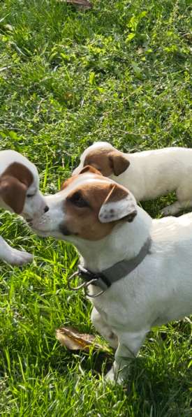 Щенки Джек Рассел терьер в Москве фото 5