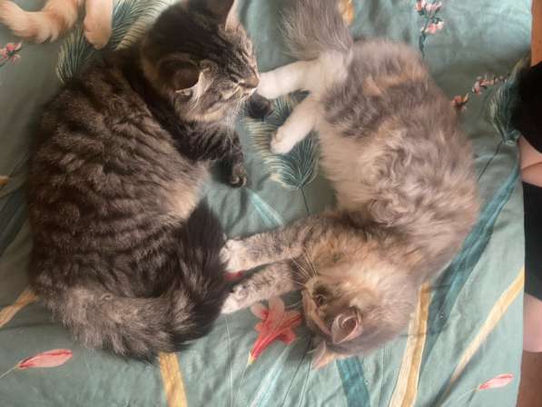 Отдам котят
