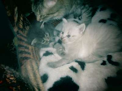 котята в добрые руки в Москве фото 5