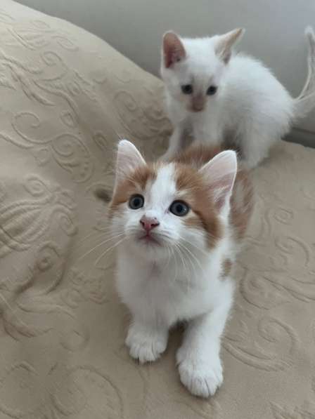 Котята полукровки с турецкой ангорой в Звенигороде