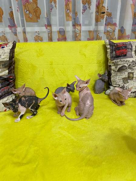 Донской сфинкс