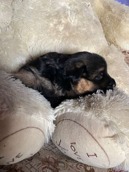 Продаются щенки в Новотроицке фото 4