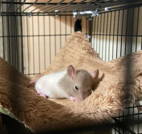Крысы Дамбо(крысята)