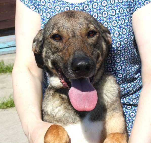 Ласковая, добрая, жизнерадостная, умненькая собака Стеша ище