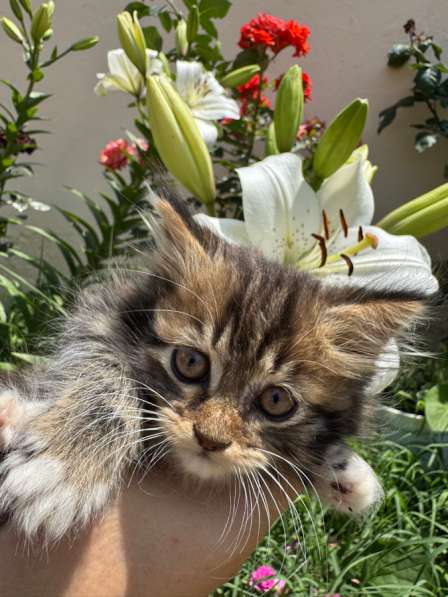 Мальчик. Отдам в добрые и заботливые руки? в Махачкале