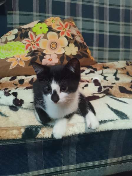 Отдаëм котëнка в добрые руки (мальчик 3 месяца) в Реутове фото 7