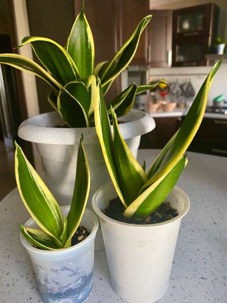 Сансавиерии сортовые в Ставрополе фото 7