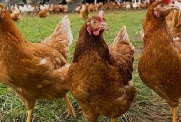 Куры несушки хорошей яйценоскости в Волгодонске