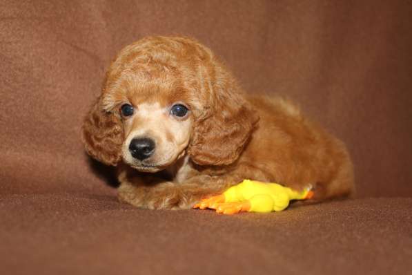 Щенок карликового пуделя в Москве фото 6