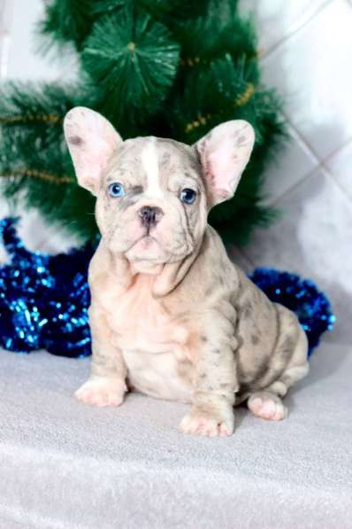French bulldog. Blue eyes merle boy