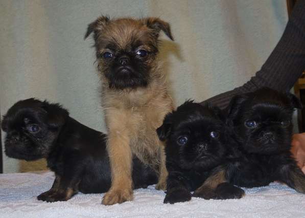 Великолепные щенки гриффона и пти-брабансона. Вязки в Москве фото 31