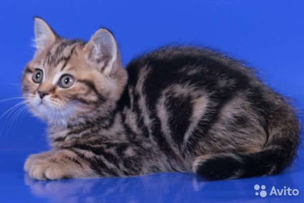 Коты на вязку котята-вислоухие и прямоухие в Костроме фото 7