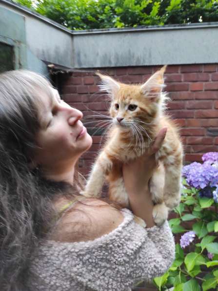Meincoon мейн кун котята в фото 7