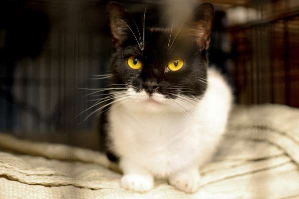 Общительная Маргоша ищет семью и дом в Москве фото 6