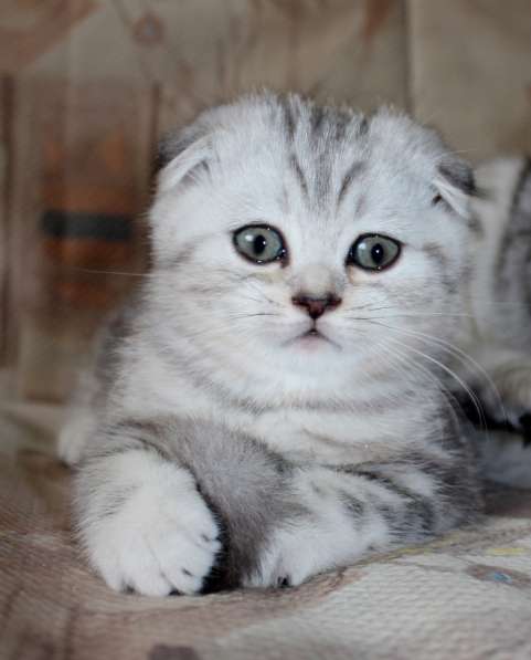 Шотландские котята из элитного питомника кошек«Silver Sharm» в Москве фото 5