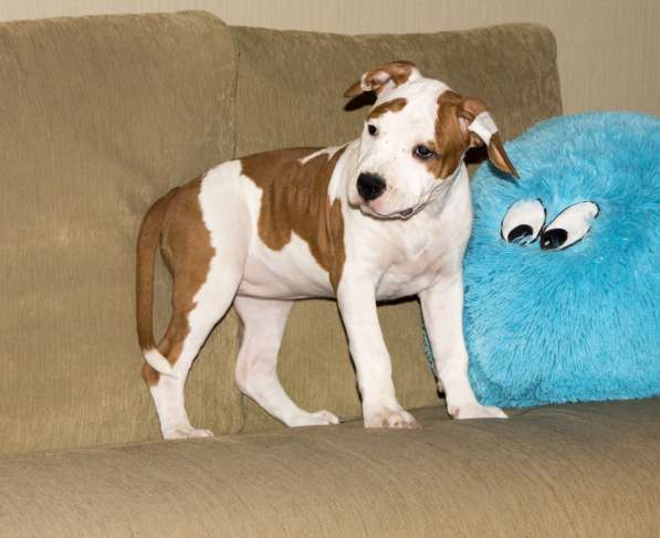 Щенки амстаффа в Санкт-Петербурге фото 3