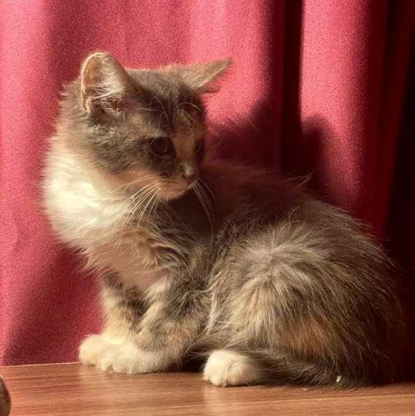 Котенок в добрые руки. Пушистая Чебурашка в Москве фото 6