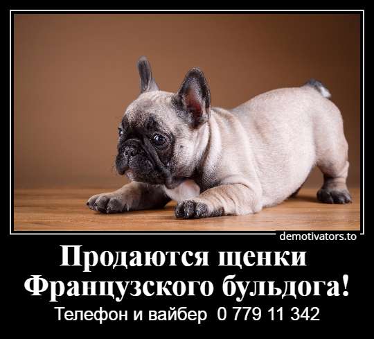 Очаровательные щеночки французского бульдога в фото 27