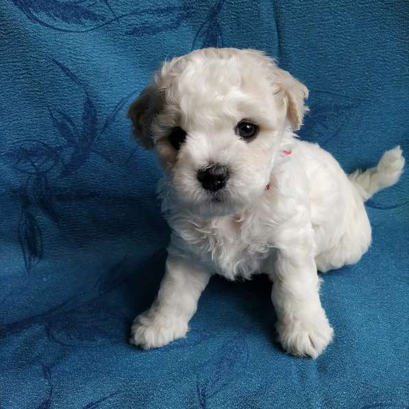 Красотки- девочки бишоночки в Нижнем Новгороде фото 6