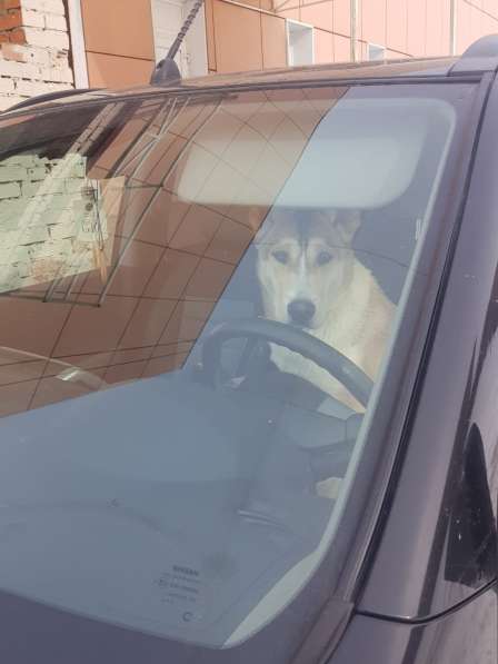 Лёня - метис хаски 9-ти месяцев в Москве фото 5