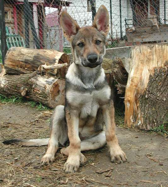 Чехословацкая волчья собака - 4 месяца в Москве фото 3