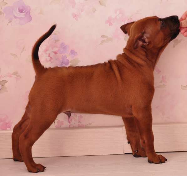 Щенки Тайского риджбека в фото 12