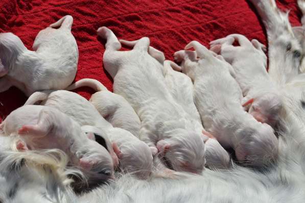 Английский сеттер щенки из элитного питомника в Москве фото 178