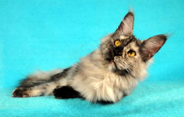 Апельсинки к Новому Году в Рязани фото 46