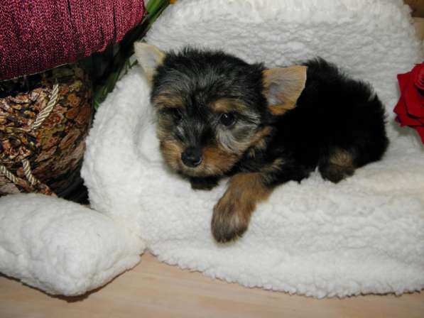 Мальчики йоркширского терьера в Москве фото 27