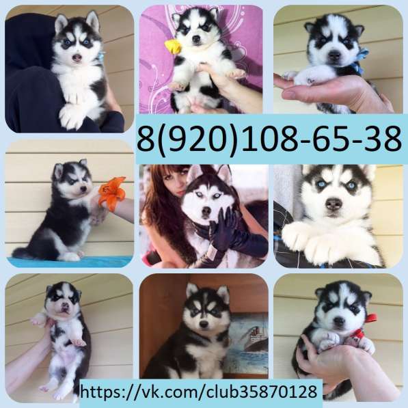 Черно-белые щеночки Хаски голубоглазые в Пензе