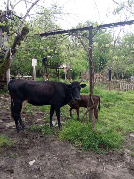 Продаю 2х дойных коров в Абхазии в п. Микерерипш в Адлере